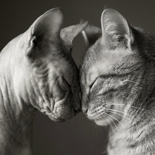 Гульсия, 16 февраля 2026